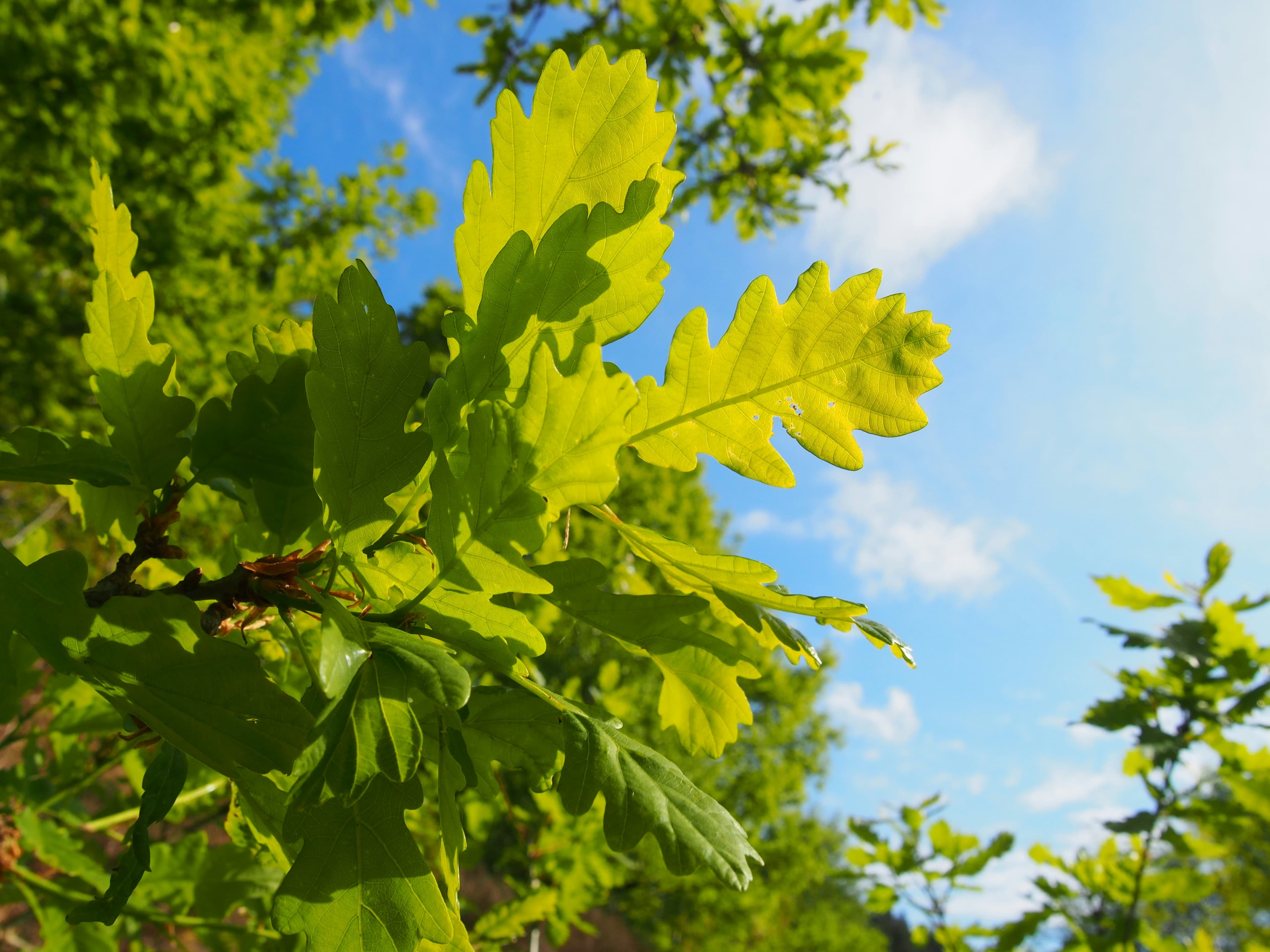 Sunlit leaves and blue sky
